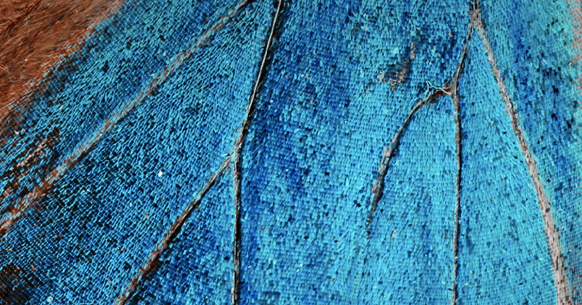 kidnap-birds-that-fly-armada-music